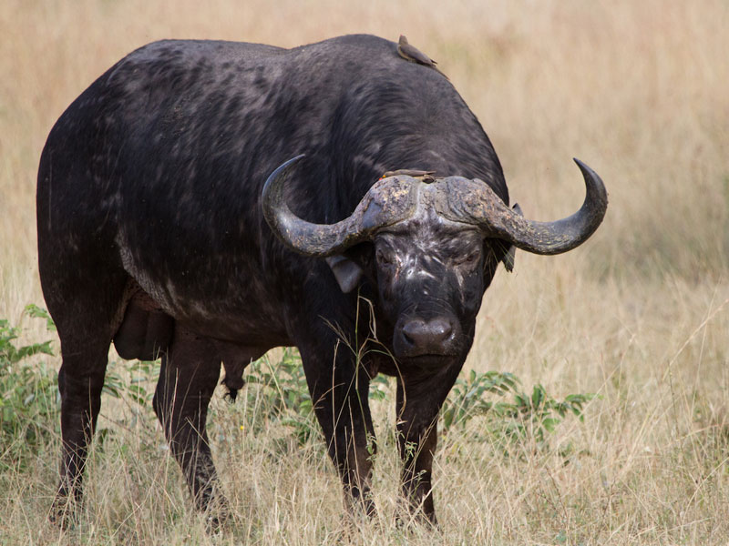 5 Days The Great Migration