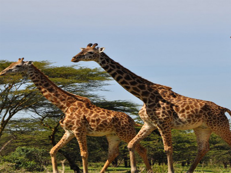 5 Days Honeymoon Safari