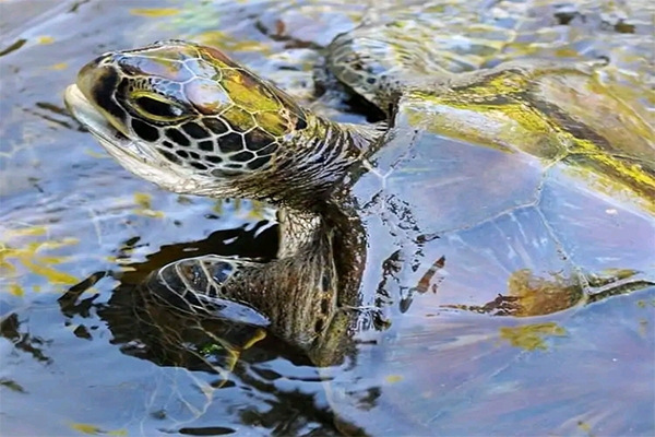 Zanzibar Beach Swing