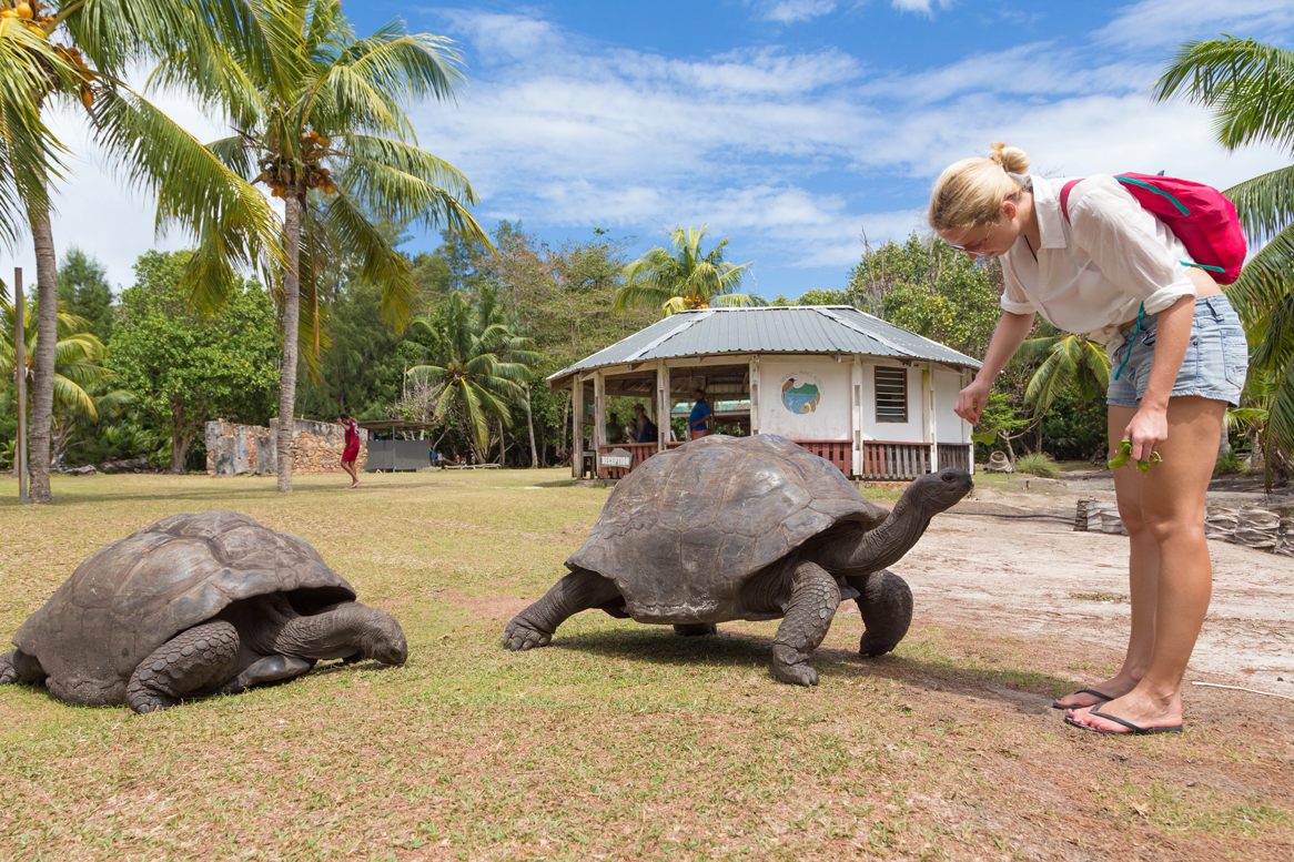 Zanzibar Beach Swing