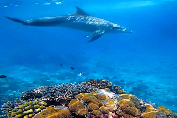 Zanzibar Resort Pool