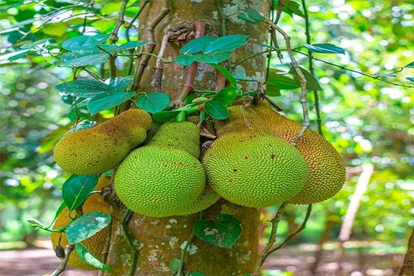 Zanzibar Beach Swing